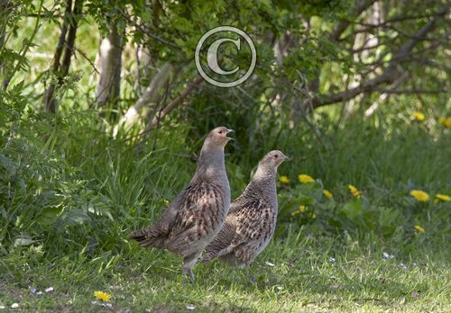 Pair Grey Partridge DM0523